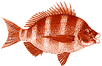 diplodus_trifasciatus.gif